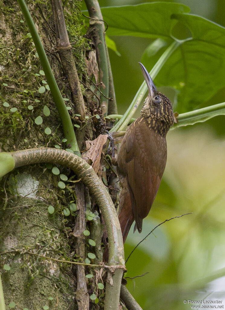 Cocoa Woodcreeper