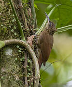 Cocoa Woodcreeper