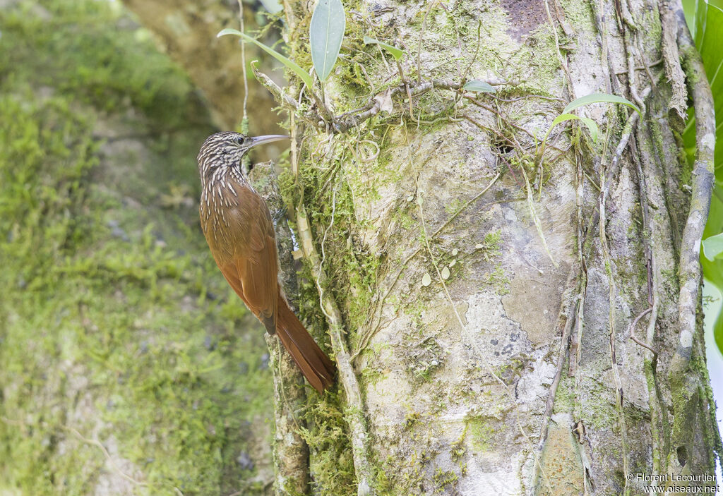 Streak-headed Woodcreeper