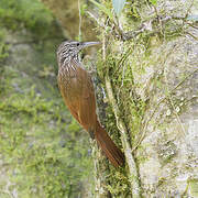 Streak-headed Woodcreeper