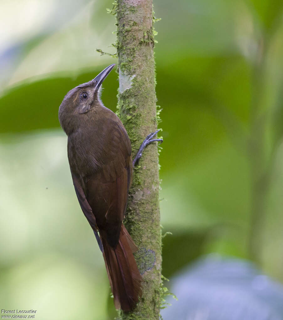 Plain-brown Woodcreeperadult, identification