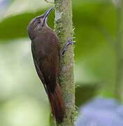 Plain-brown Woodcreeper