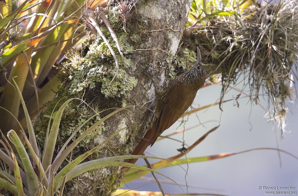 Montane Woodcreeper