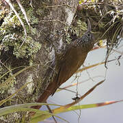 Montane Woodcreeper