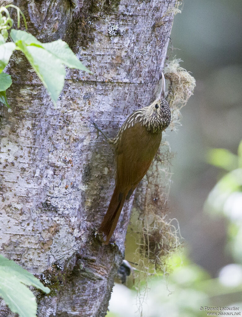 Spot-crowned Woodcreeper