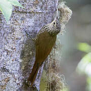 Spot-crowned Woodcreeper