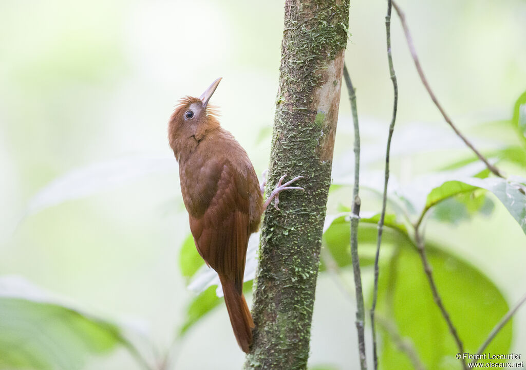 Ruddy Woodcreeper