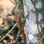 Straight-billed Woodcreeper