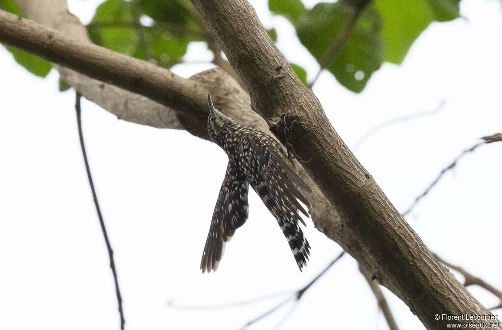 African Spotted Creeper