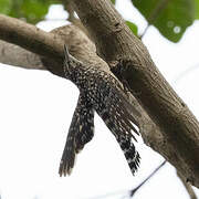 African Spotted Creeper