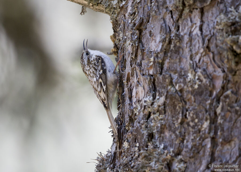 Eurasian Treecreeper