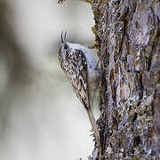 Eurasian Treecreeper