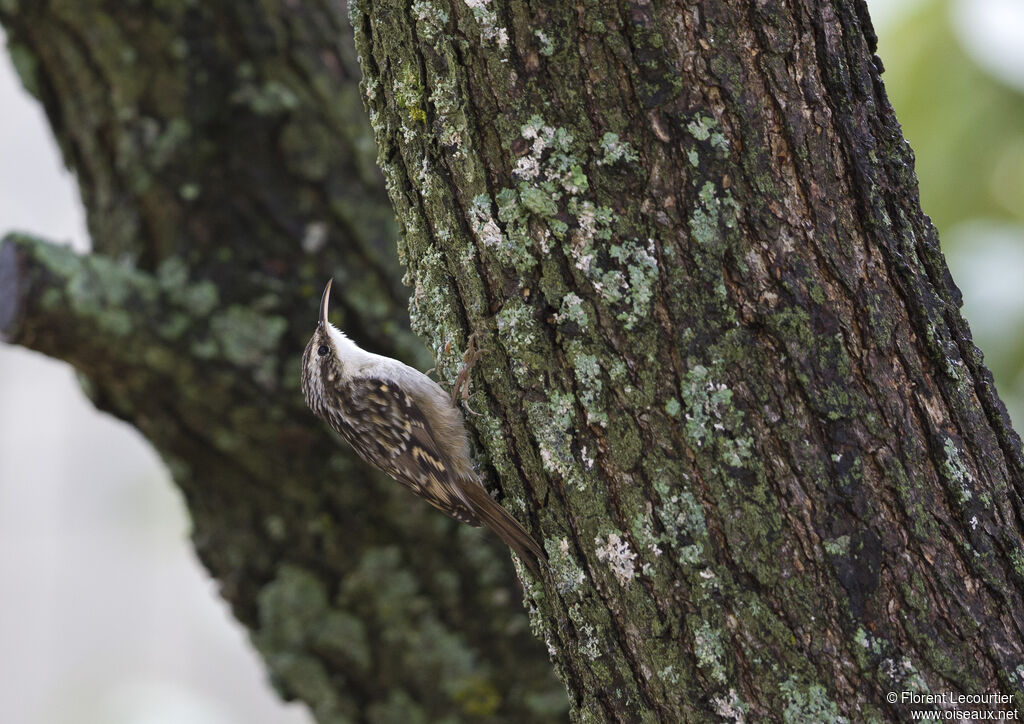 Short-toed Treecreeper