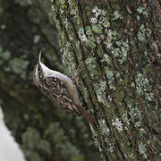 Short-toed Treecreeper