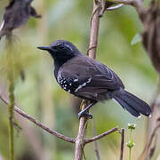 Southern White-fringed Antwren