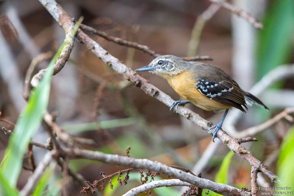 Southern White-fringed Antwren female