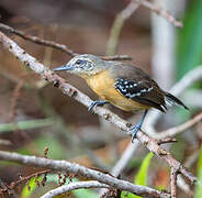 Southern White-fringed Antwren