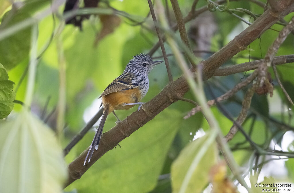 Santa Marta Antbird male adult