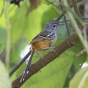 Santa Marta Antbird