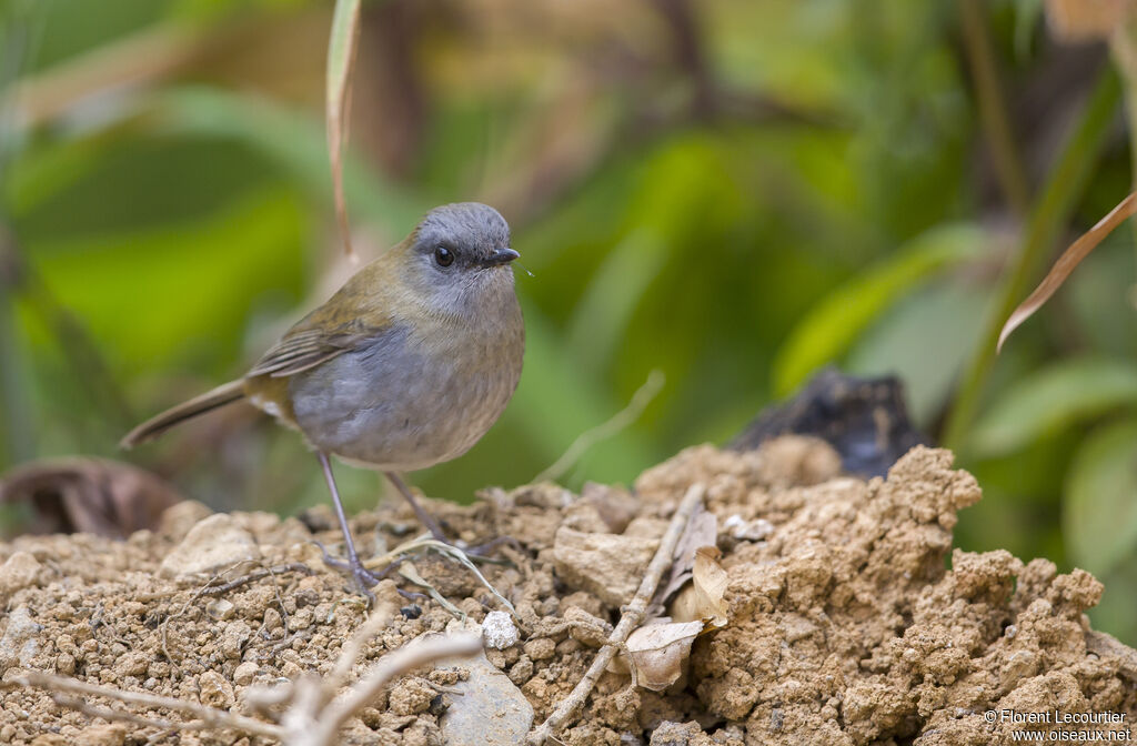 Black-billed Nightingale-Thrush