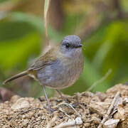 Black-billed Nightingale-Thrush