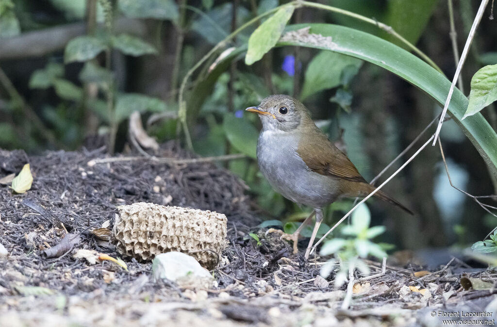 Orange-billed Nightingale-Thrush