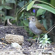 Orange-billed Nightingale-Thrush