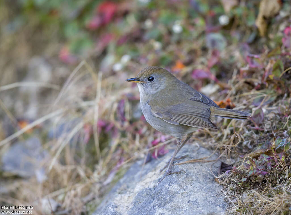 Ruddy-capped Nightingale-Thrushadult, habitat, pigmentation