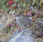 Ruddy-capped Nightingale-Thrush