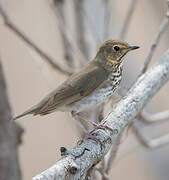 Swainson's Thrush