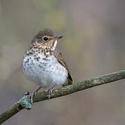 Swainson's Thrush