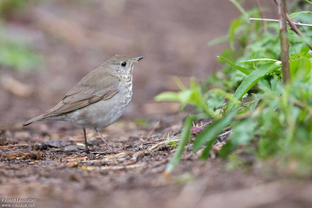 Grey-cheeked Thrushadult, identification