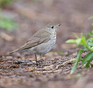 Grey-cheeked Thrush