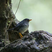 Slaty-backed Nightingale-Thrush