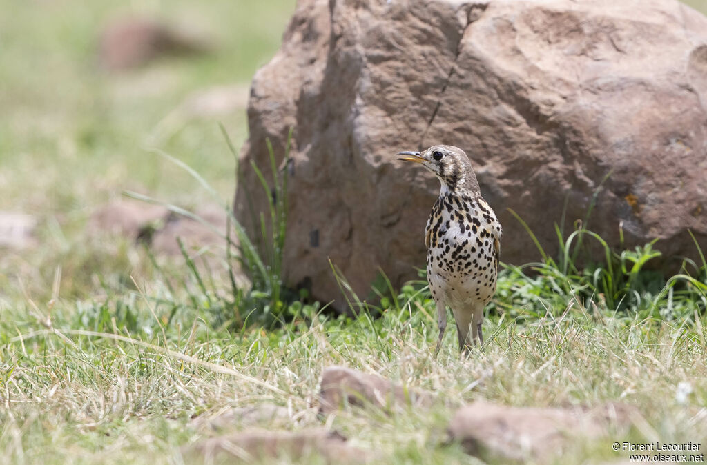 Ethiopian Thrush