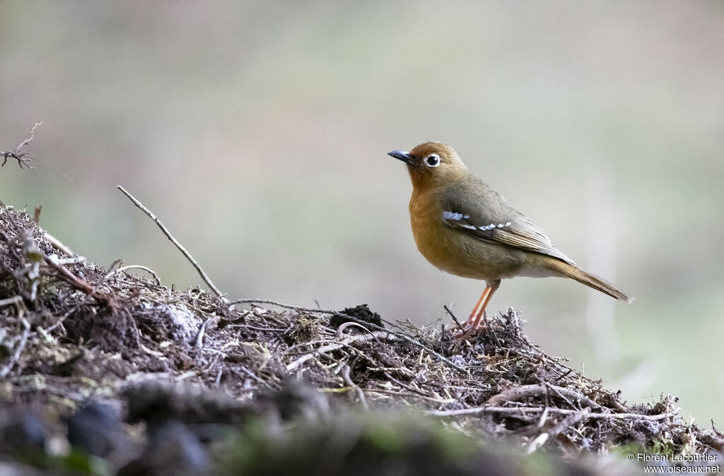 Abyssinian Ground Thrush