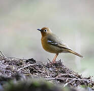 Abyssinian Ground Thrush