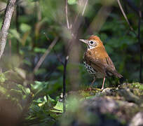 Wood Thrush