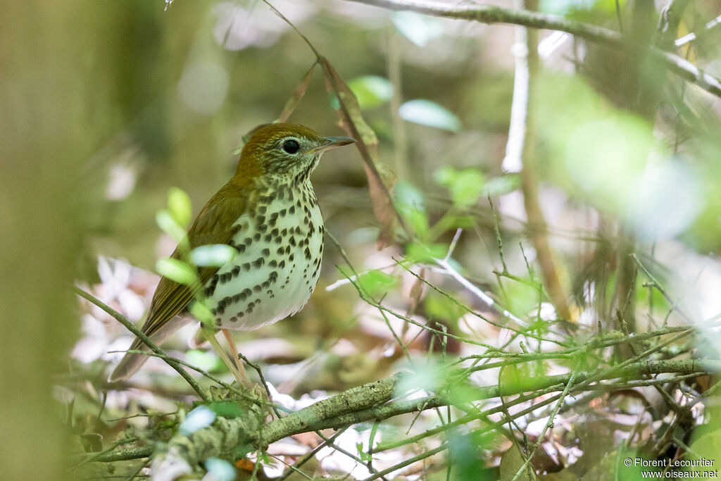 Wood Thrush