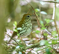 Wood Thrush