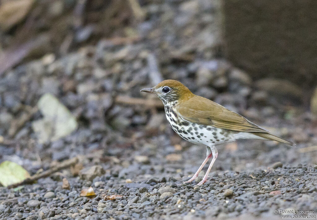 Wood Thrush