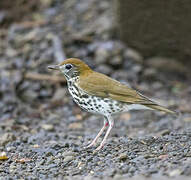 Wood Thrush