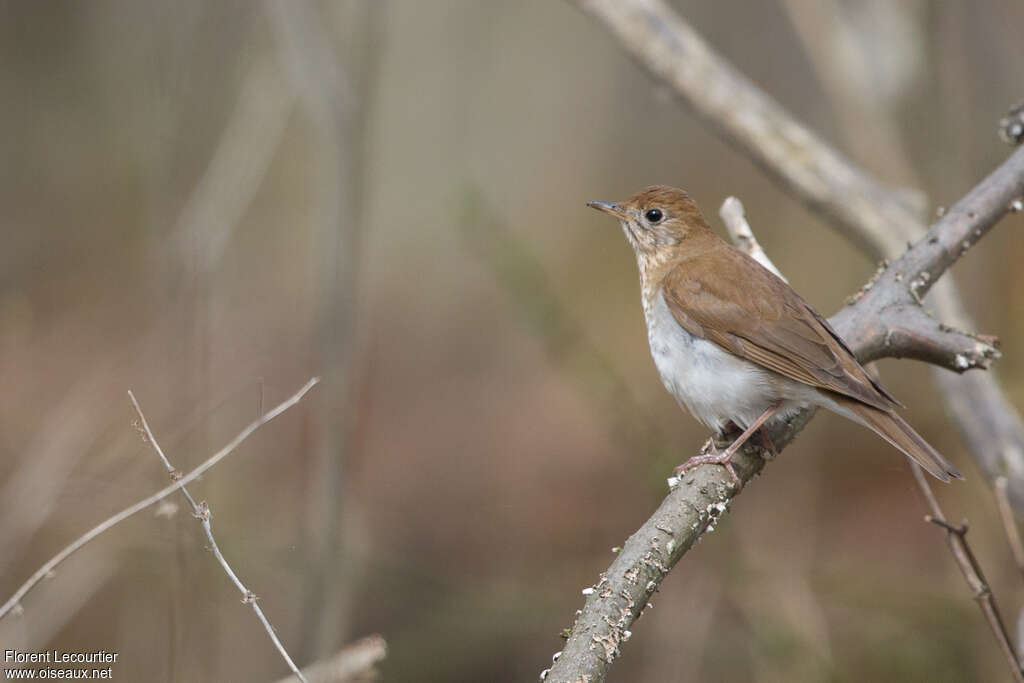 Veeryadult, identification