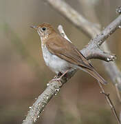 Veery