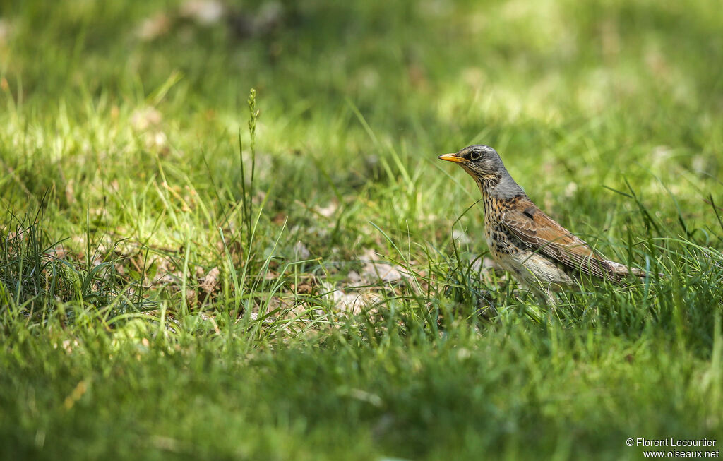 Fieldfare