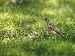 Fieldfare