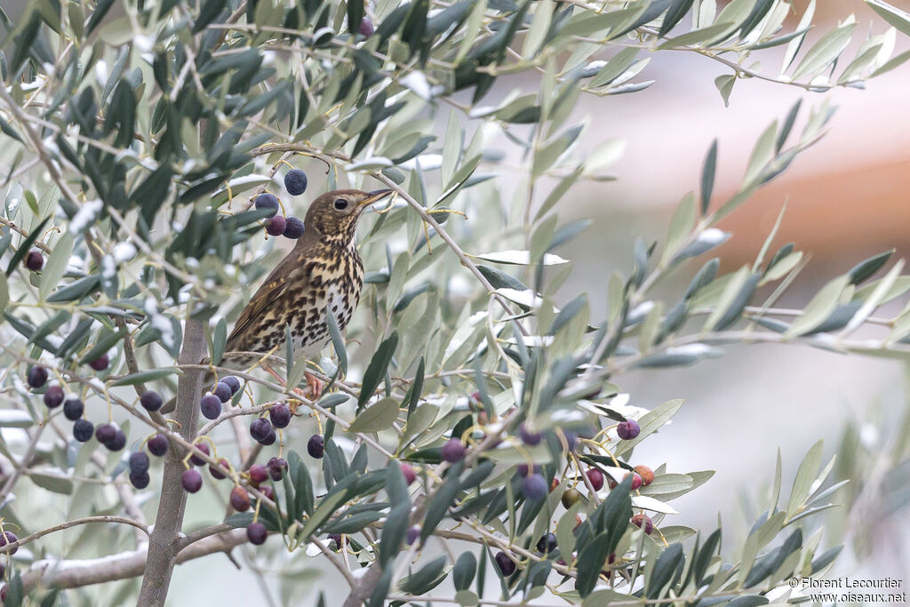 Song Thrush