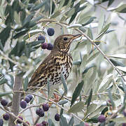 Song Thrush