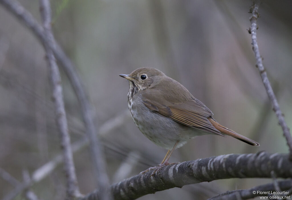 Hermit Thrush