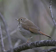 Hermit Thrush